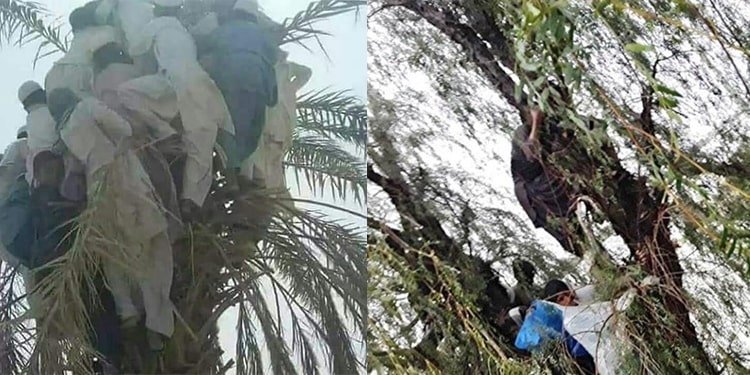 وفي منطقتي «زرآباد» و«كنارك» كان هناك فرد أو اثنين معلقان على كل شجرة. 
