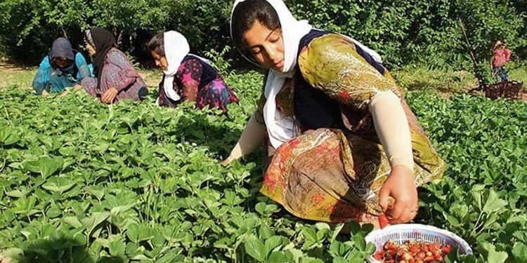 المرأة الريفية في إيران في ثلاث كلمات: المعاناة والحرمان وحياة العبودية