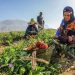 العمل من أجل البقاء؛ النساء الإيرانيات بين الفقر، الإرهاق وغياب الدعم الوظيفي