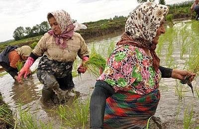 زن کشاورز ایرانی باز نشسته نمی شوند ...