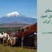 وضعیت زنان روستایی در ایران