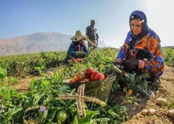 کار برای بقا؛ زنان ایرانی میان فقر، فرسودگی و نبود حمایت شغلی