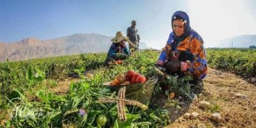 کار برای بقا؛ زنان ایرانی میان فقر، فرسودگی و نبود حمایت شغلی