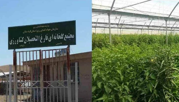 Conditions déplorables des ouvrières des serres dans l’ouest de l’Iran
