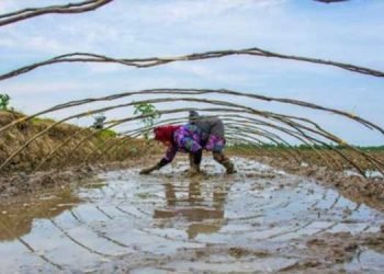 Les ouvrières agricoles, main d’oeuvre bon marché en Iran