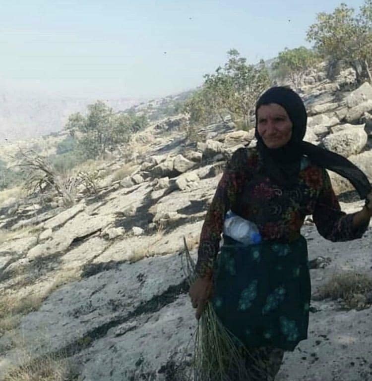 Les incendies ont détruit les forêts du Zagros et les zones naturelles du Kurdistan