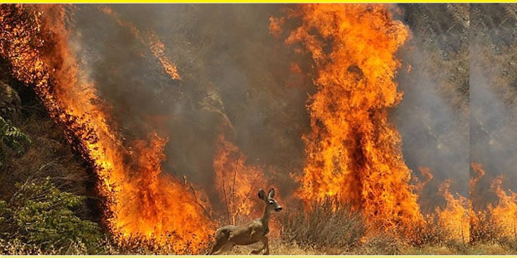Dommages causés à diverses zones forestières