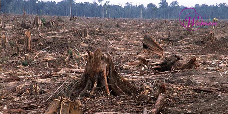 Déforestation et double desertification