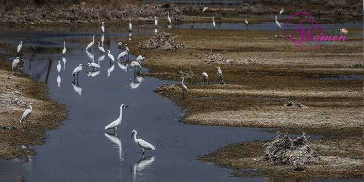 Marais et marécages
