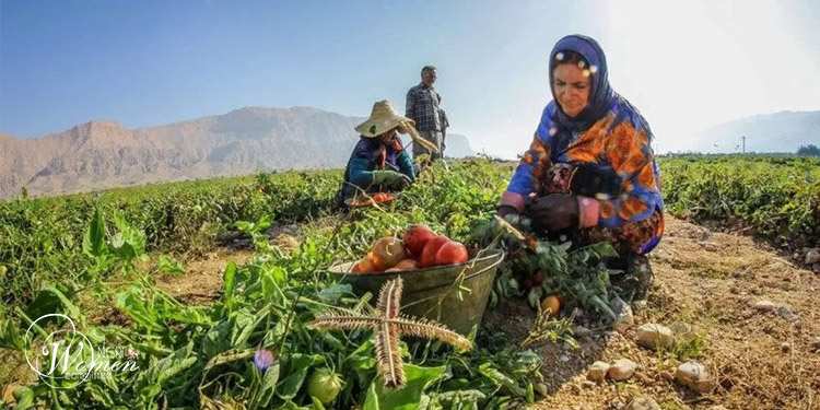 Iran : les femmes iraniennes face à la pauvreté et au travail