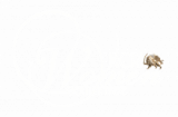 NCRI Women Committee