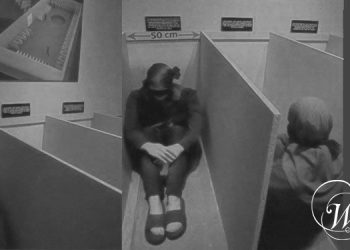 Face to Face with the Beast 1981-1988: Prisons and the Unyielding Struggle